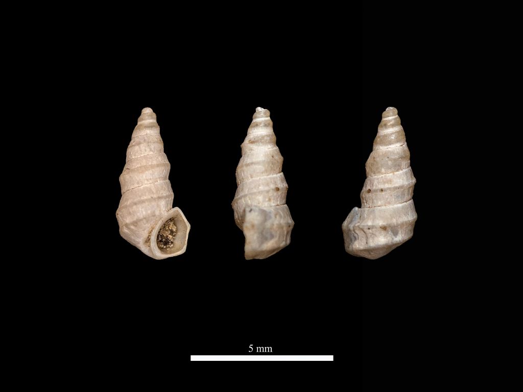 Pyrgula annulata